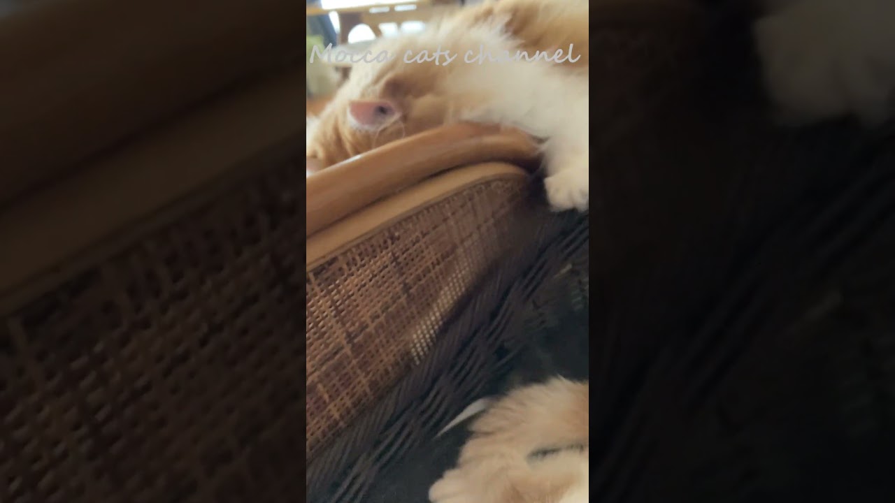 今度はのぞき？(笑) #shorts  #猫 #アメリカンカール #cat