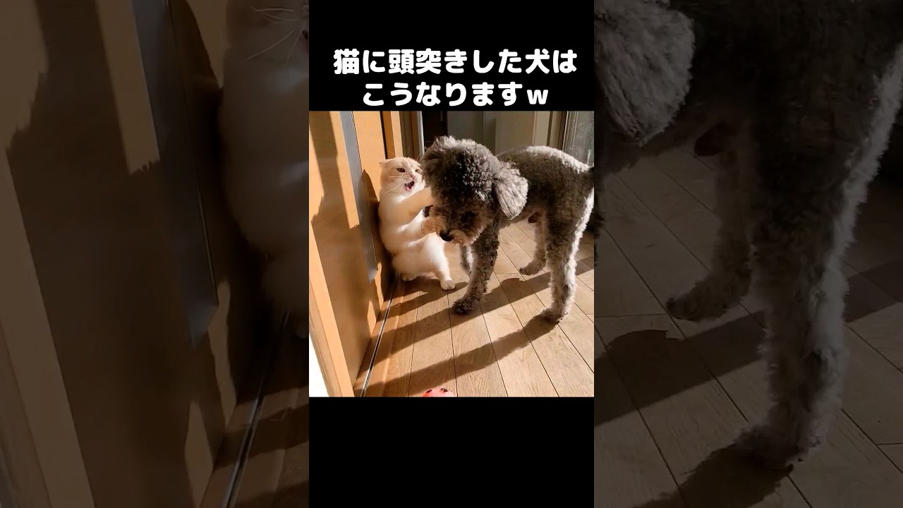 犬が猫に頭突きするとこうなります...笑#shorts