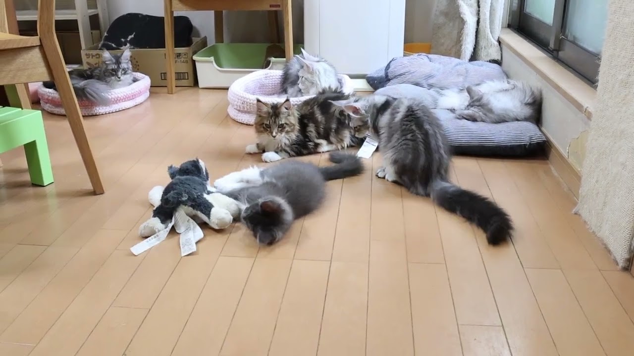 3匹の若いメインクーン子猫たち