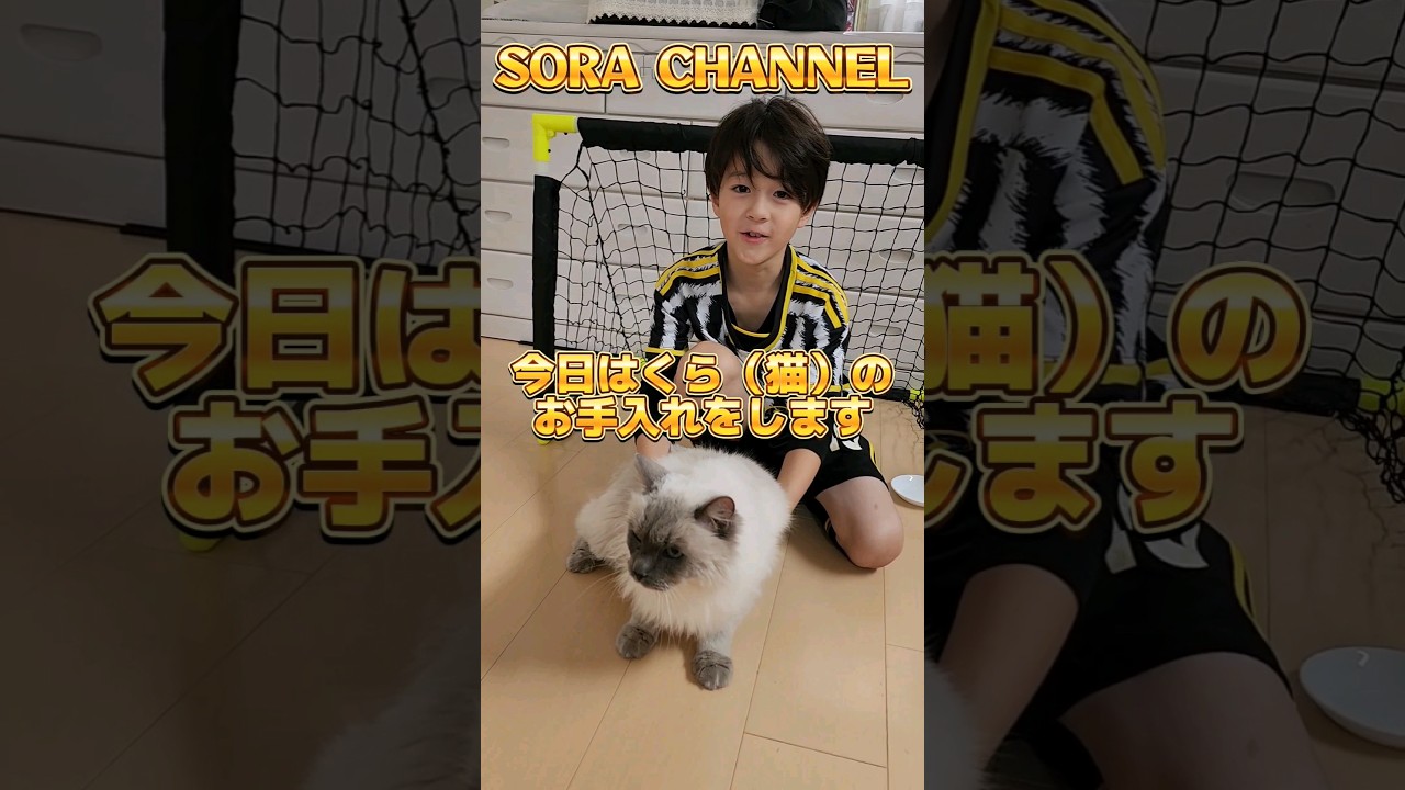 猫目線　うちの猫　ラグドールとの日常　#shorts #ラグドール　#猫 #にゃんこ #ペット　#ねこのいる暮らし #ファーミネーター　#ちゅーる　#コーミング  #サッカー少年 #そらチャンネル