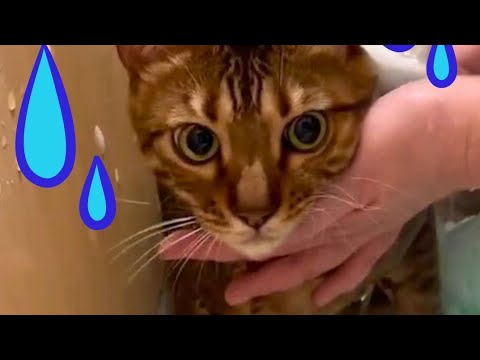 お風呂で猫2匹をシャンプーしたらこうなりました