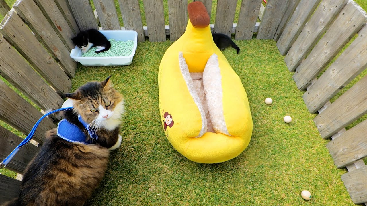 子猫キャットランに入ってみたデカ猫ボス吉【道路のずぶ濡れ子猫保護14日目】