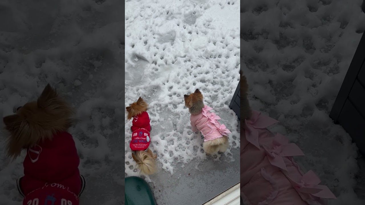 雪遊び⛄️#shorts