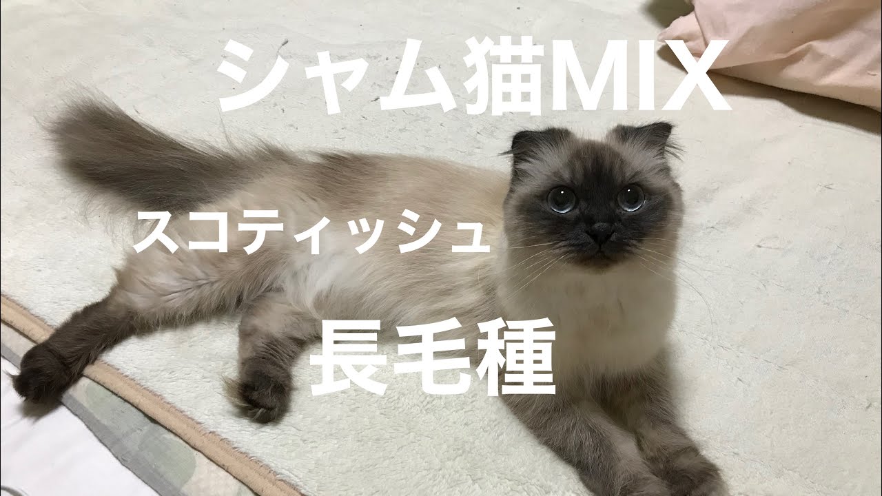 シャム猫MIX、スコティッシュフォールド、長毛種。#シャム猫MIX #長毛種 #スコティッシュフォールド