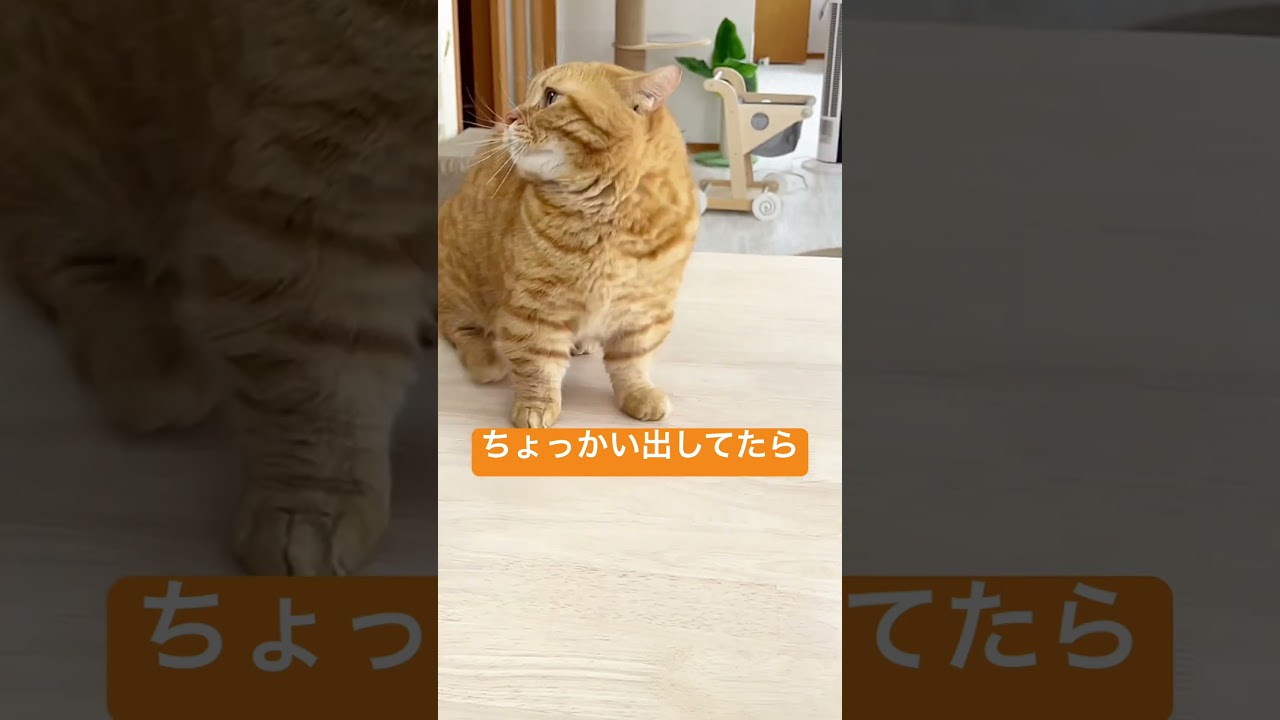 当たらないパンチで周りにちょっかい出してたら息子に注意された #Shorts #猫 #マンチカン