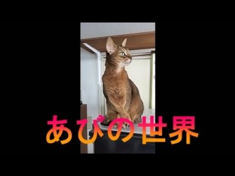 ネコ動画あび＃2975　あびの毎日　アビシニアン　あび