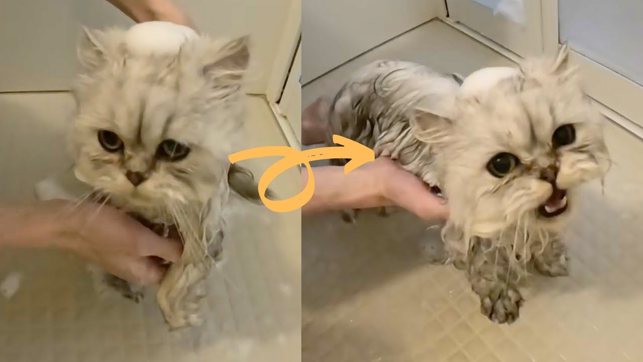 【ペルシャ猫】もちお、久しぶりのお風呂に耐えられるか！？