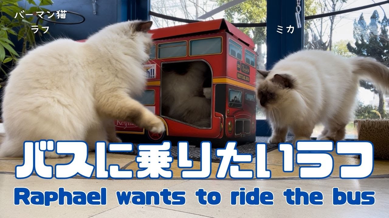 バーマン猫ラフとガブ【バスに乗りたいラフ】Raphael wants to ride the bus（バーマン猫）Birman/Cat