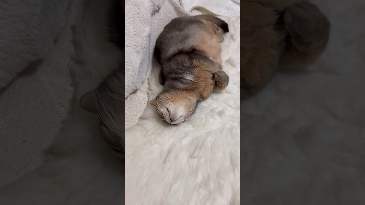 アビシニアンのアリスちゃん #shorts #猫 #アビシニアン #cat #まな猫