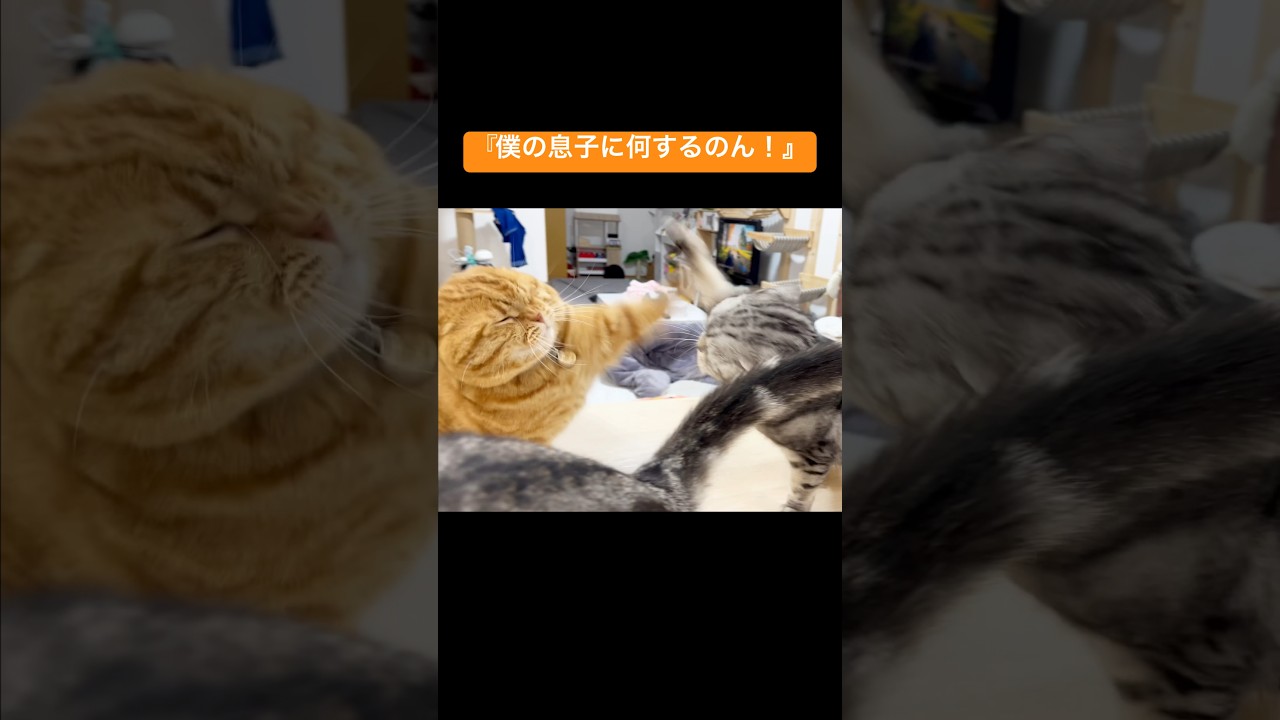 『息子のお尻はダメなのん！』 #猫 #マンチカン #shorts