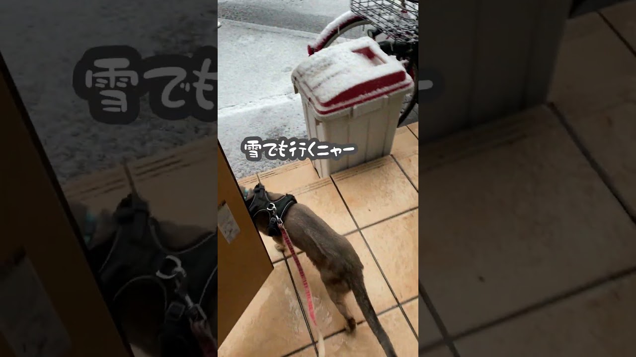 (アビシニアン) 雪の中の猫散歩 #アビシニアン #猫散歩 #散歩猫 #大雪
