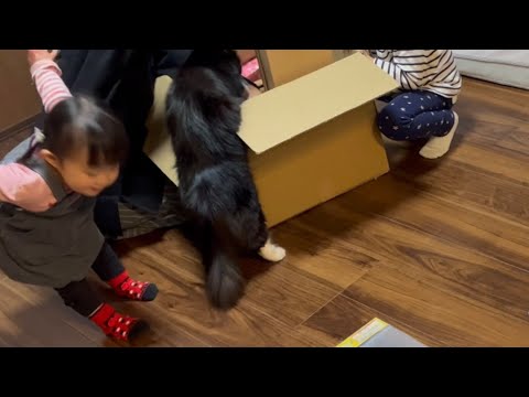 雛人形の組立を妨害するのが毎年の恒例になっている猫　ラガマフィン　A cat that gets in the way of assembling Hina dolls