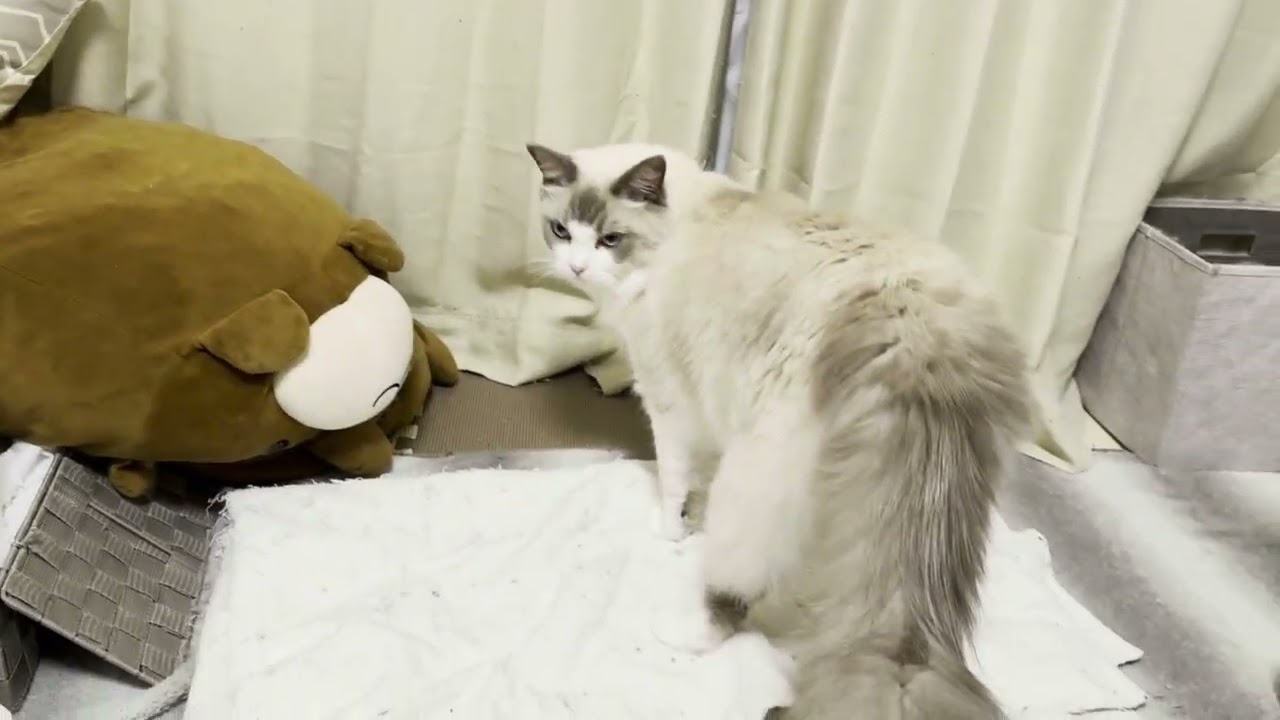 まったりしている白猫とデカ猫【ラグドールメインクーン】ある日の猫c2945