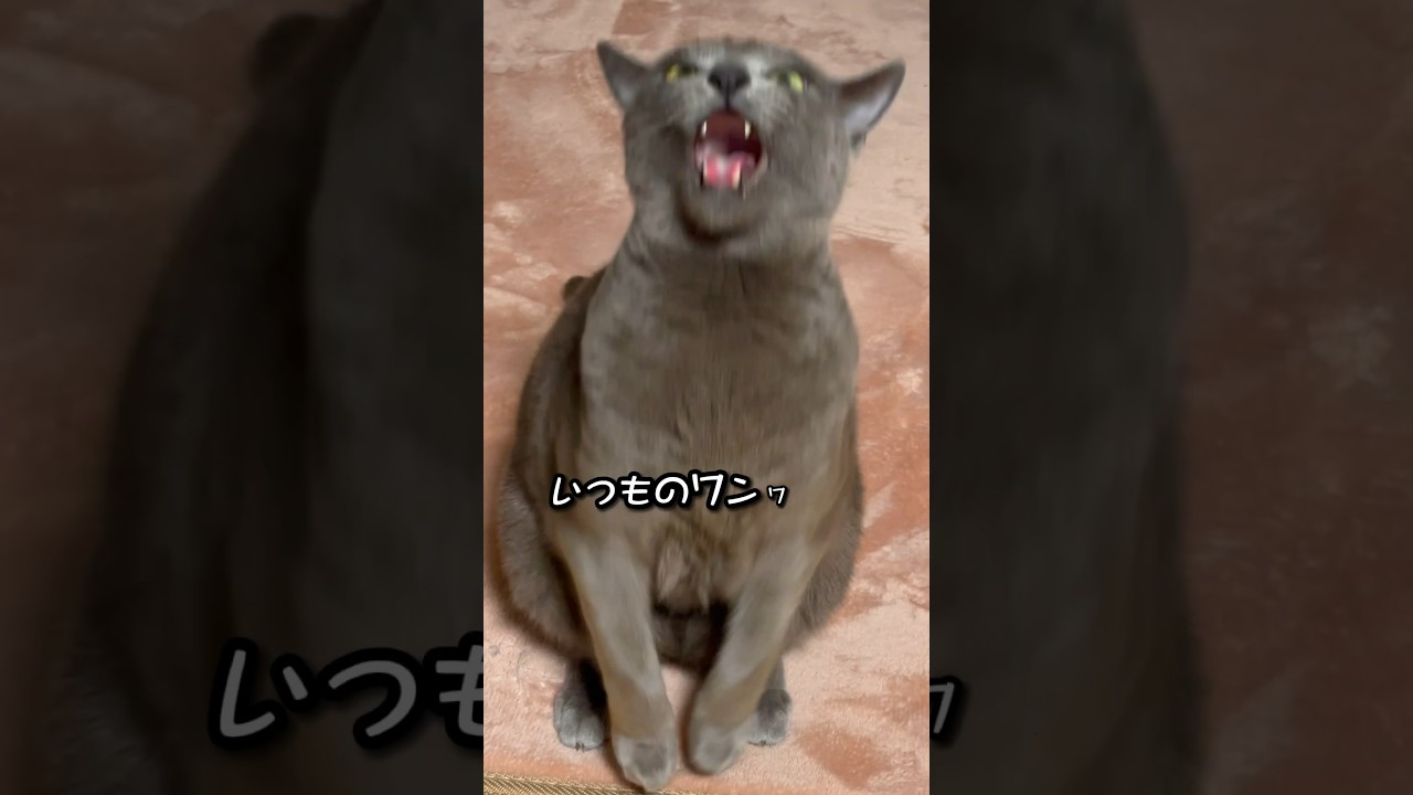 【ロシアンブルー】めろん、夜寝る前のワンワンおねだり...🤭【猫】#shorts