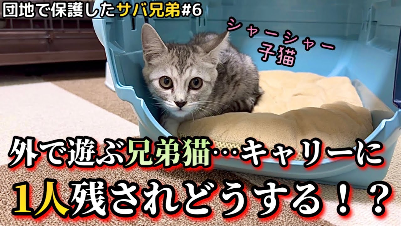 ケージの外でも平気で遊ぶ兄弟を見たシャーシャー子猫がこの後…