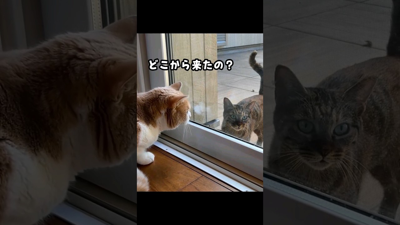 突然庭に通い始めた小さな子猫りんちゃん　#storts