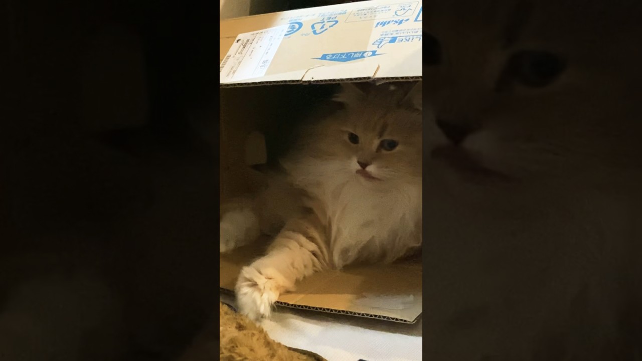 呼ぶと手を挙げて存在をアピールする猫【サイベリアン🐱】#サイベリアン #ショート #cat #siberian #shorts #ねこ #猫のいる暮らし #猫動画