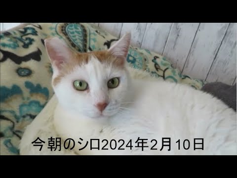 今朝のシロ2024年2月10日