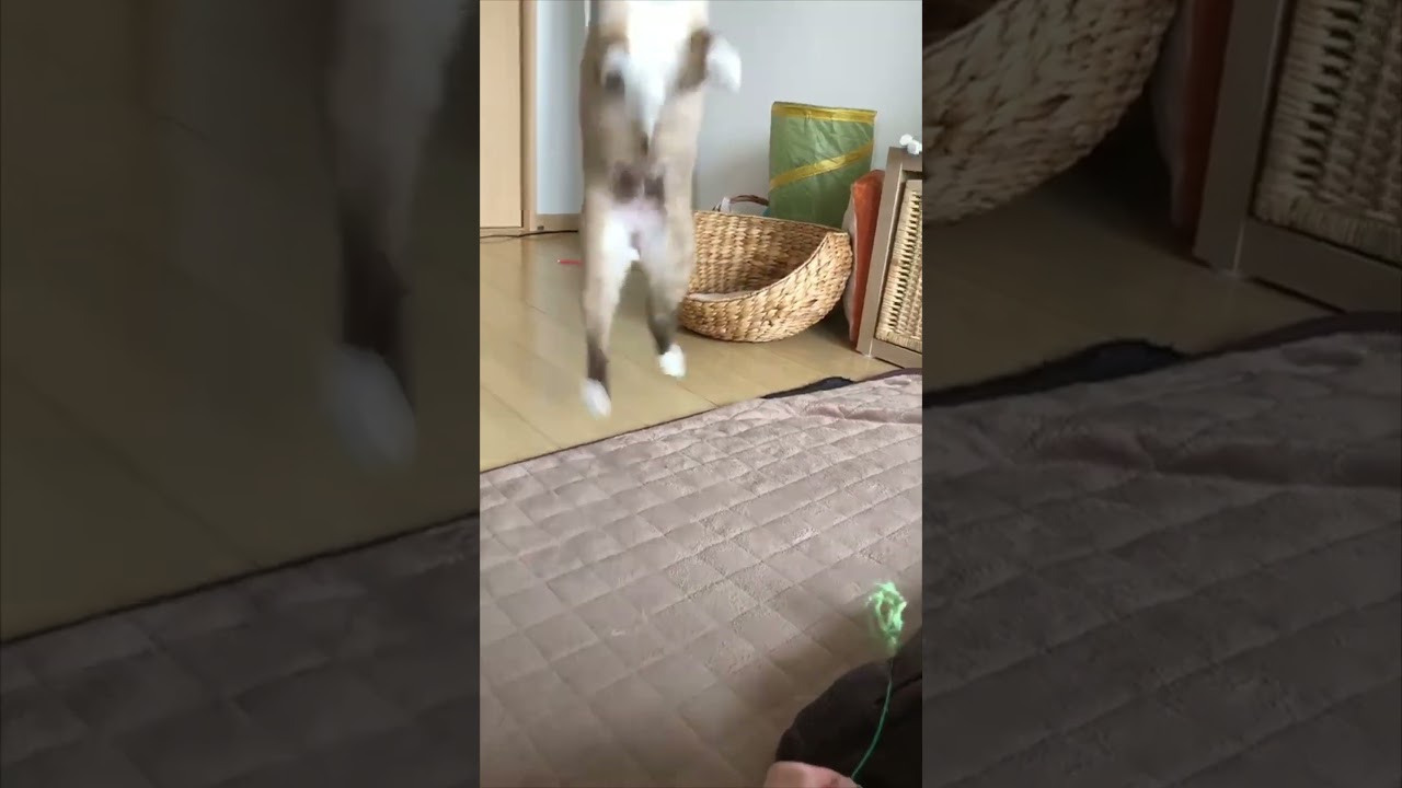狩りの仕方を忘れたイエネコ　#shorts #猫 #ねこ #ネコ   #シャム  #シャムミックス #シャムmix  #cat #癒し #まったり #猫動画 #保護 #ペット