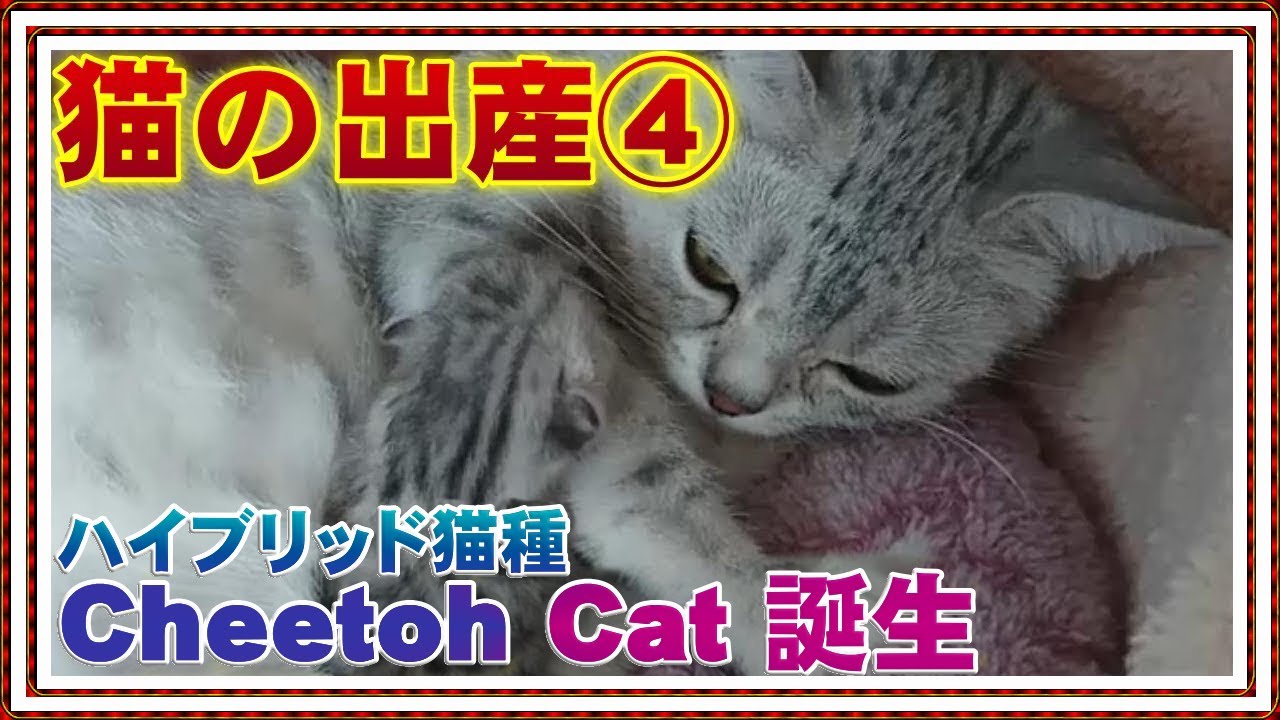 猫の出産 第２子誕生【ベンガル猫とオシキャットのハイブリット種チートー猫 誕生】オシキャット出産【観覧注意】※出産に伴う出血・胎盤等があります血に弱い方は観覧をご遠慮下さい