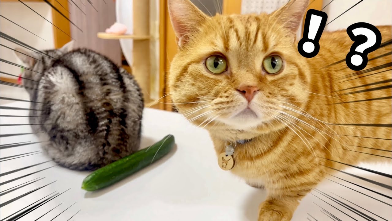 今更ながらうちの猫ならどんな反応するのか試してみた結果が...笑 #猫 #マンチカン