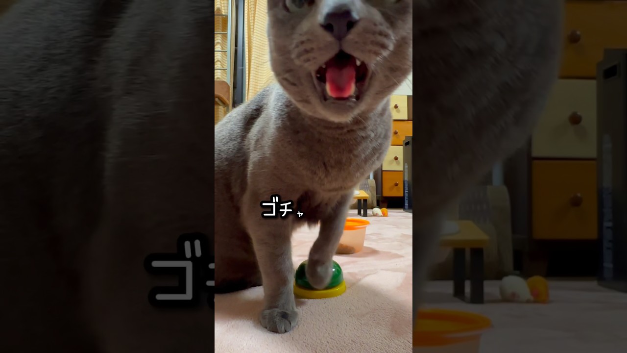 【ロシアンブルー】今朝のめろん、ベル🛎️声ゴチャゴチャしてます🫢【猫】#shorts