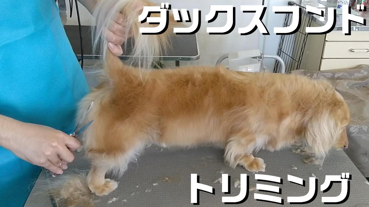 【トリミング】５倍速でわかる！ミニチュアダックスフンドのトリミング【１５１時間目】　|　(5Xspeed)Trimming for MiniatureDachshund