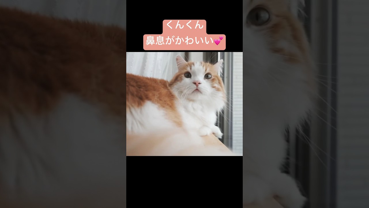 かわいい鼻息をどうぞ💕 #cat #マンチカン #なんちゃん