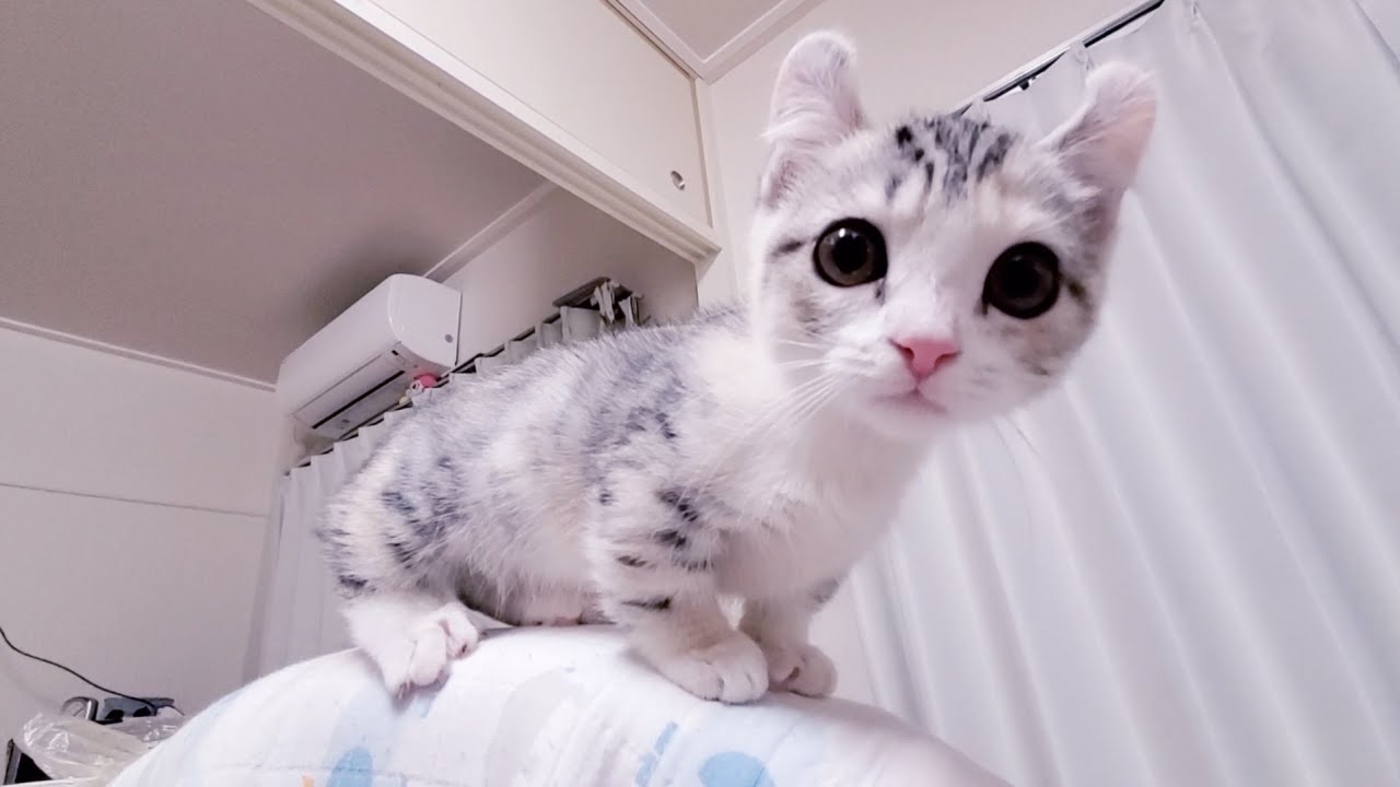 [子猫] 自分のしっぽを追いかけている子猫は可愛すぎです  #13