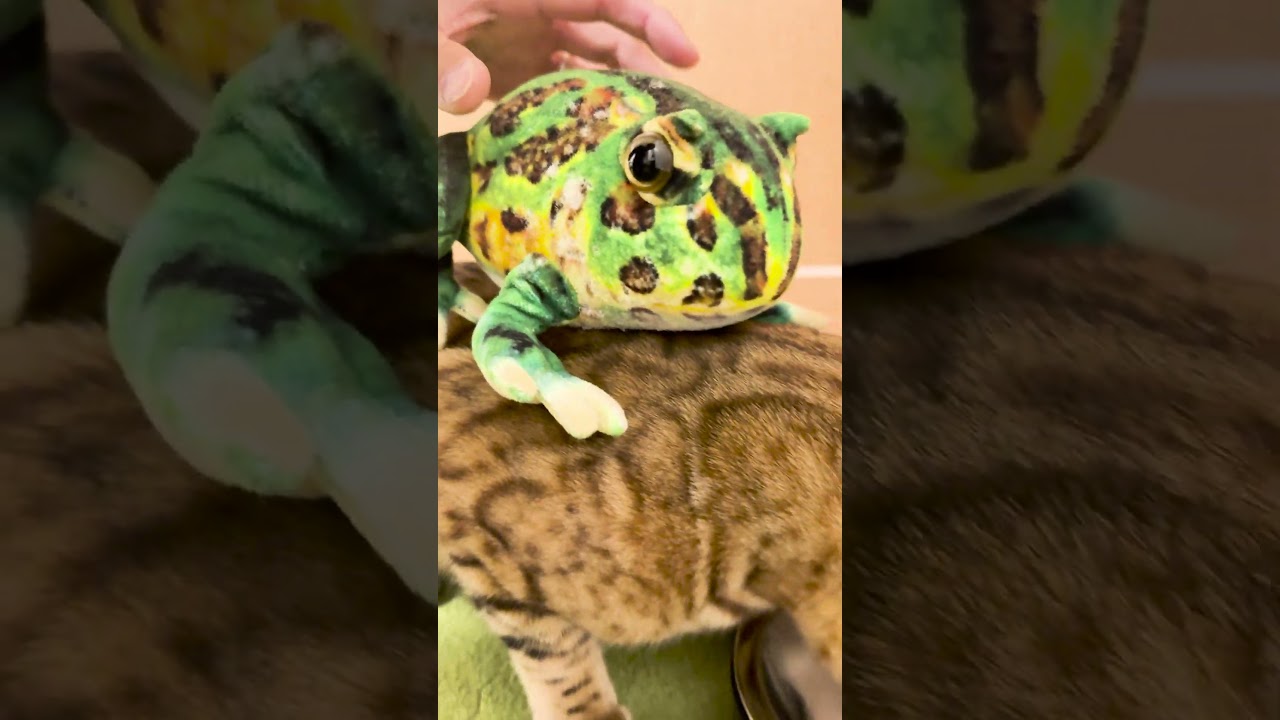 ご飯を食べているベンガル猫にいたずらしてみました #shorts #ベンガル #猫