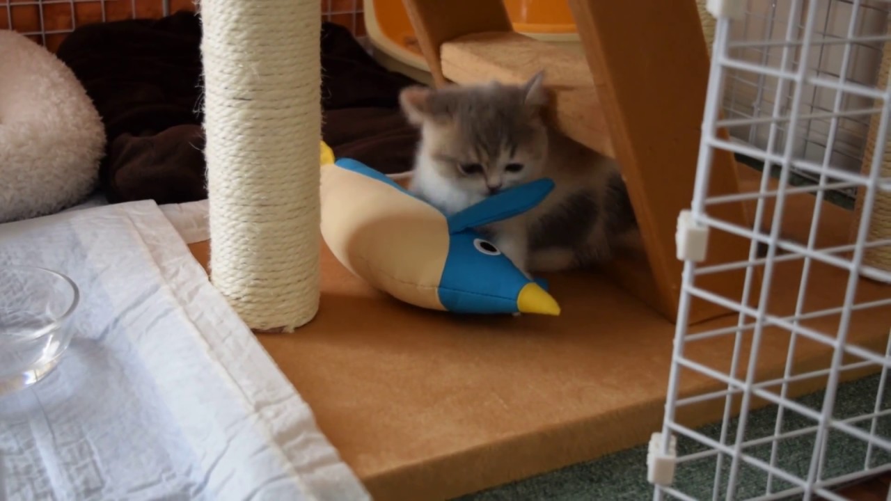 セルカークレックスの子猫