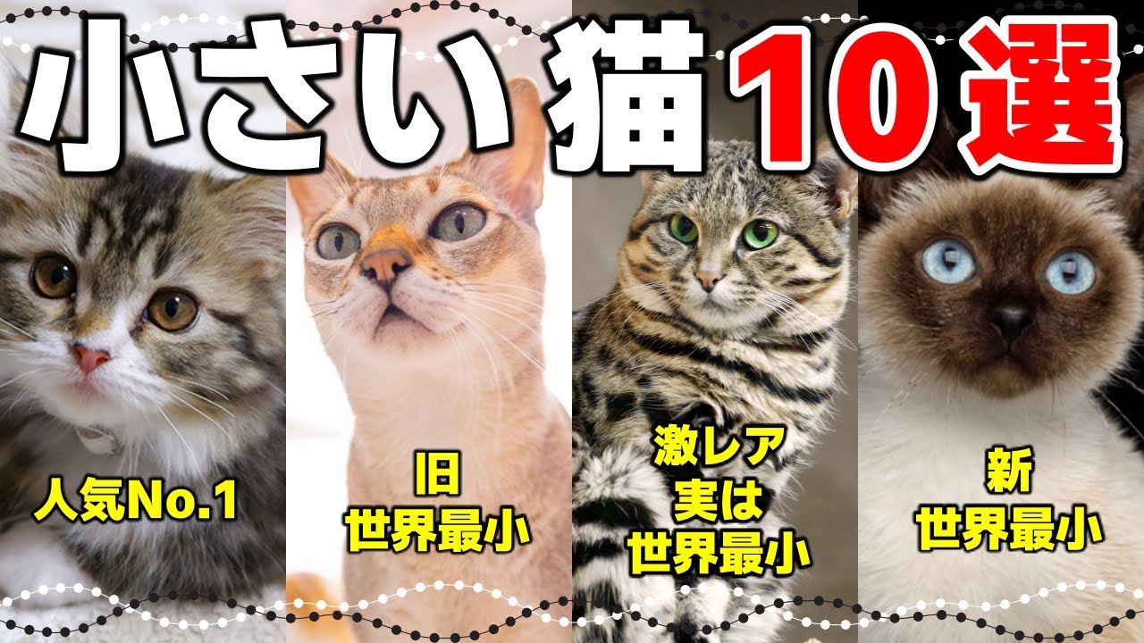 大きくならない小さい猫の種類10選！小型猫ってどんな猫？