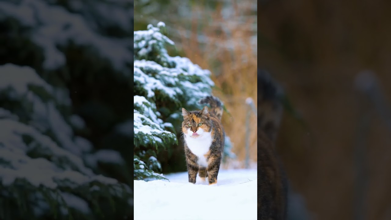 The Cute Brown Cat In Snow ❄️🌨️ #popular #viral #trending #youtubeshorts #cat
