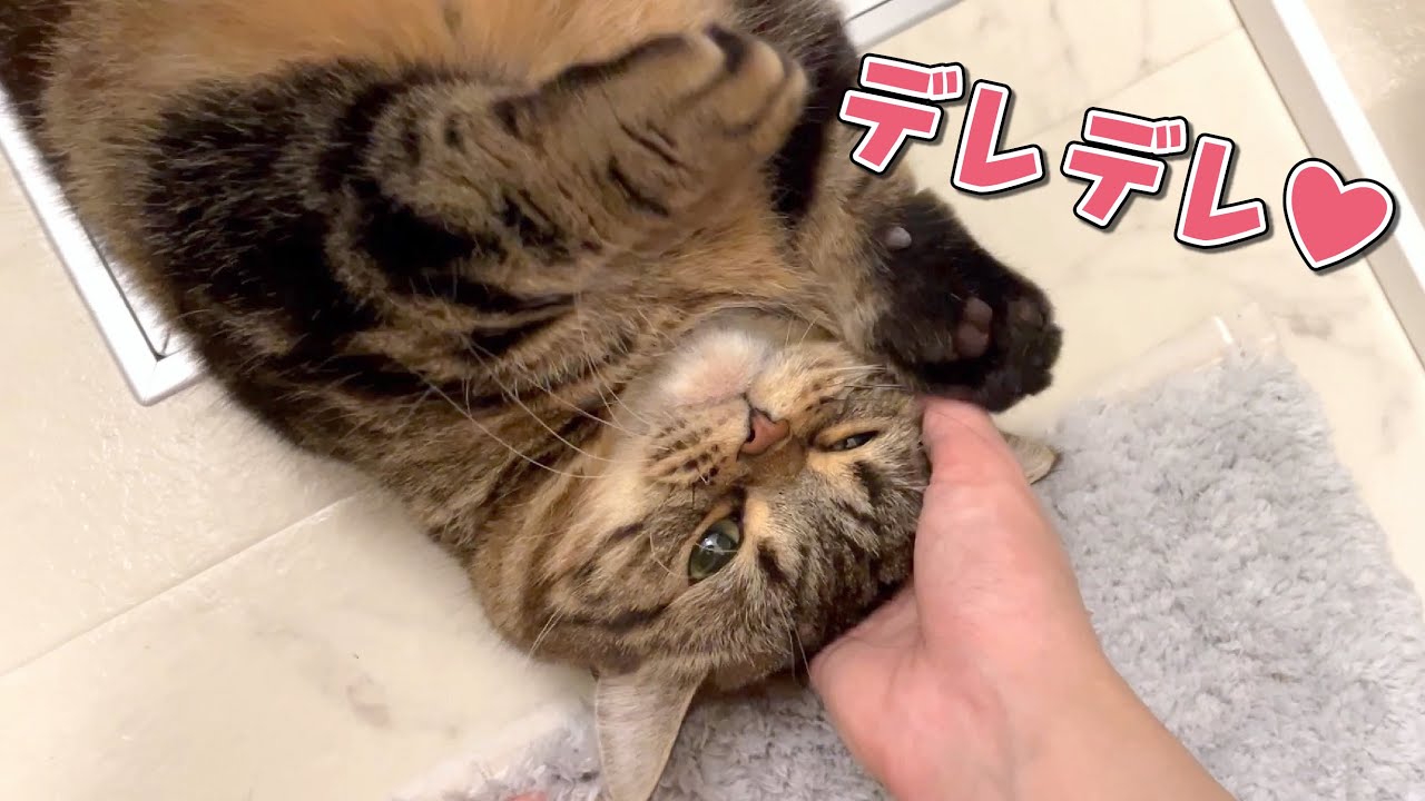 不器用な弟猫だってたまには甘えたいときがあるんです…！