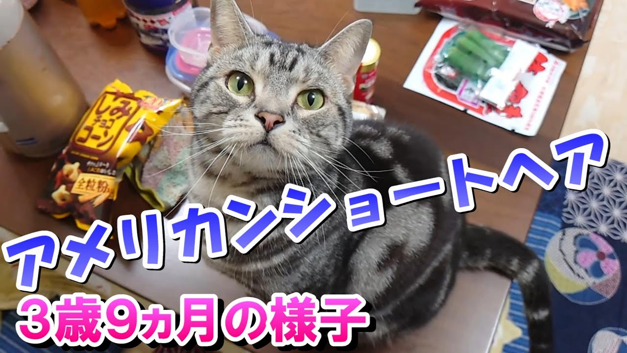 ダイエットもぼちぼち３歳９ヵ月の様子（アメリカンショートヘア）