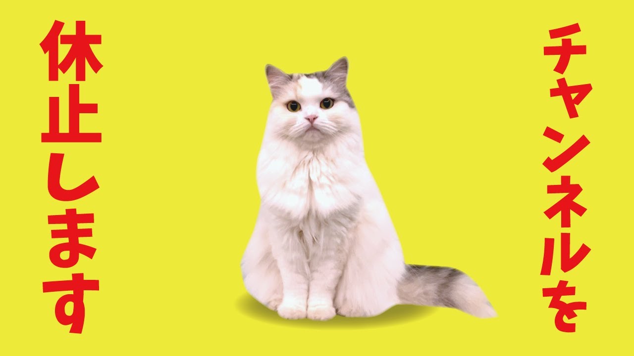 面白いものひっさげて帰ってきますので少しのあいだお待ちください！【関西弁でしゃべる猫】【猫アテレコ】