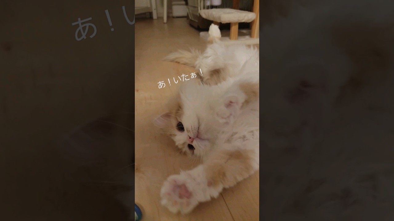 おっとり猫の遊び方😸 #猫のいる暮らし #ラガマフィン #shorts