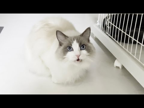 床にこびりついたとあるものの匂いが強烈すぎてラグドール猫がこうなりました。