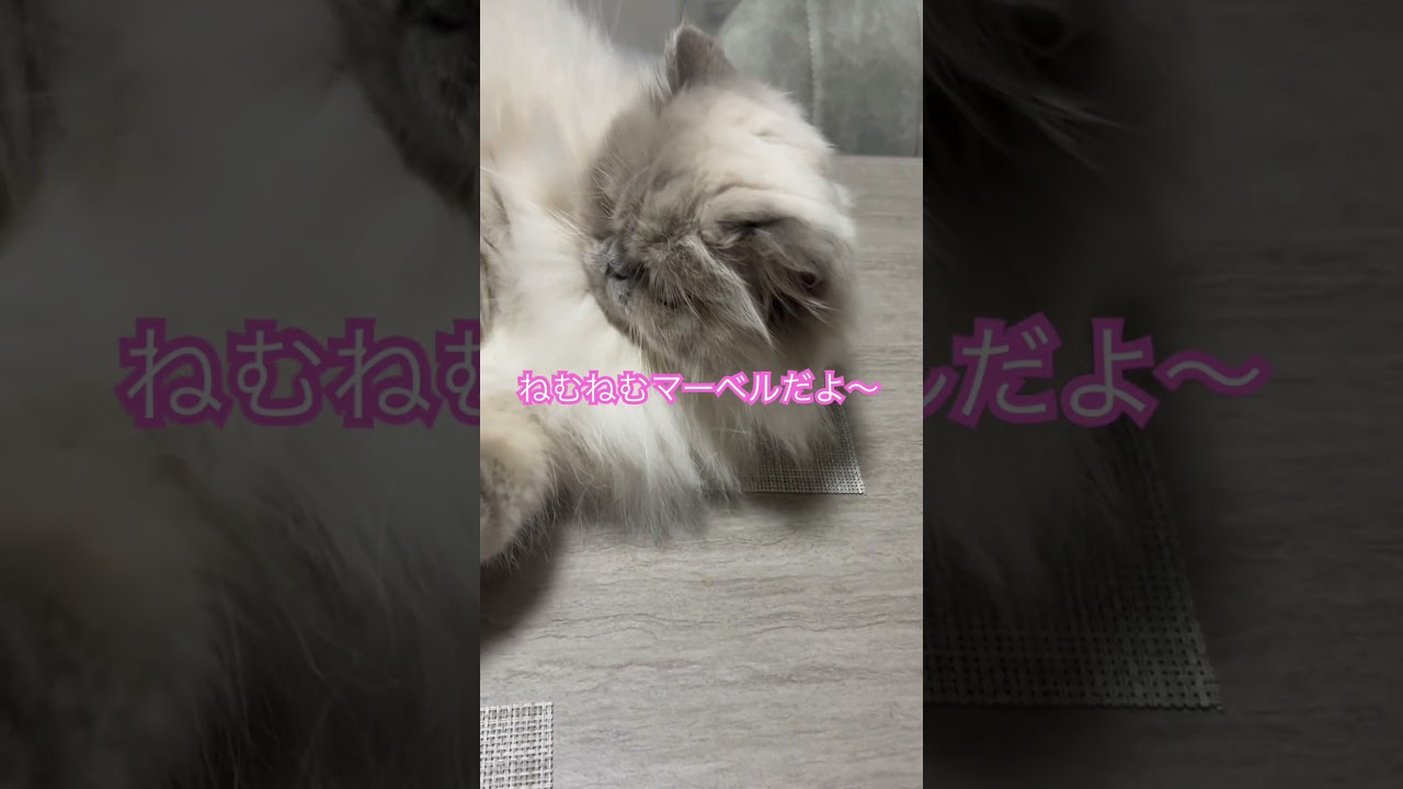眠い眠いマーベル🐈 #short #うちのにゃんこ #ヒマラヤン #ねこ #マーベル #cat #猫