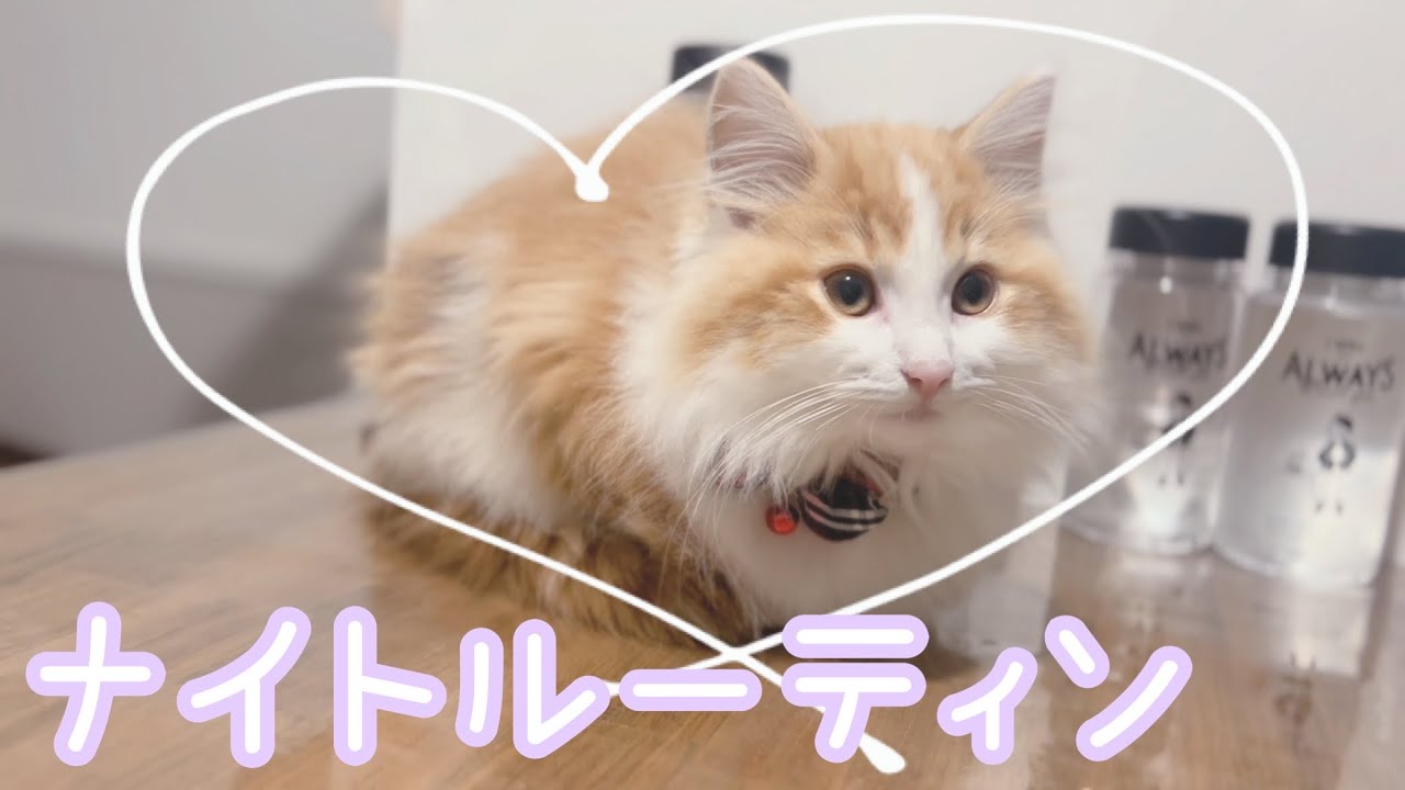 おやすみの準備を始めるキャロルくん【ノルウェージャンフォレストキャット】 #cat #猫　Kitten getting ready for bed
