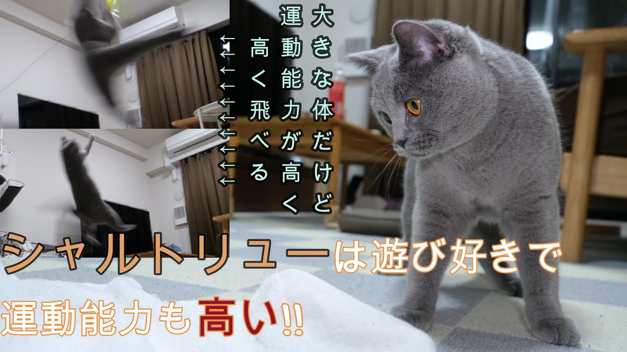 シャルトリューは遊び好きで運動能力も高い。大きな体だけど、高く飛ぶ！