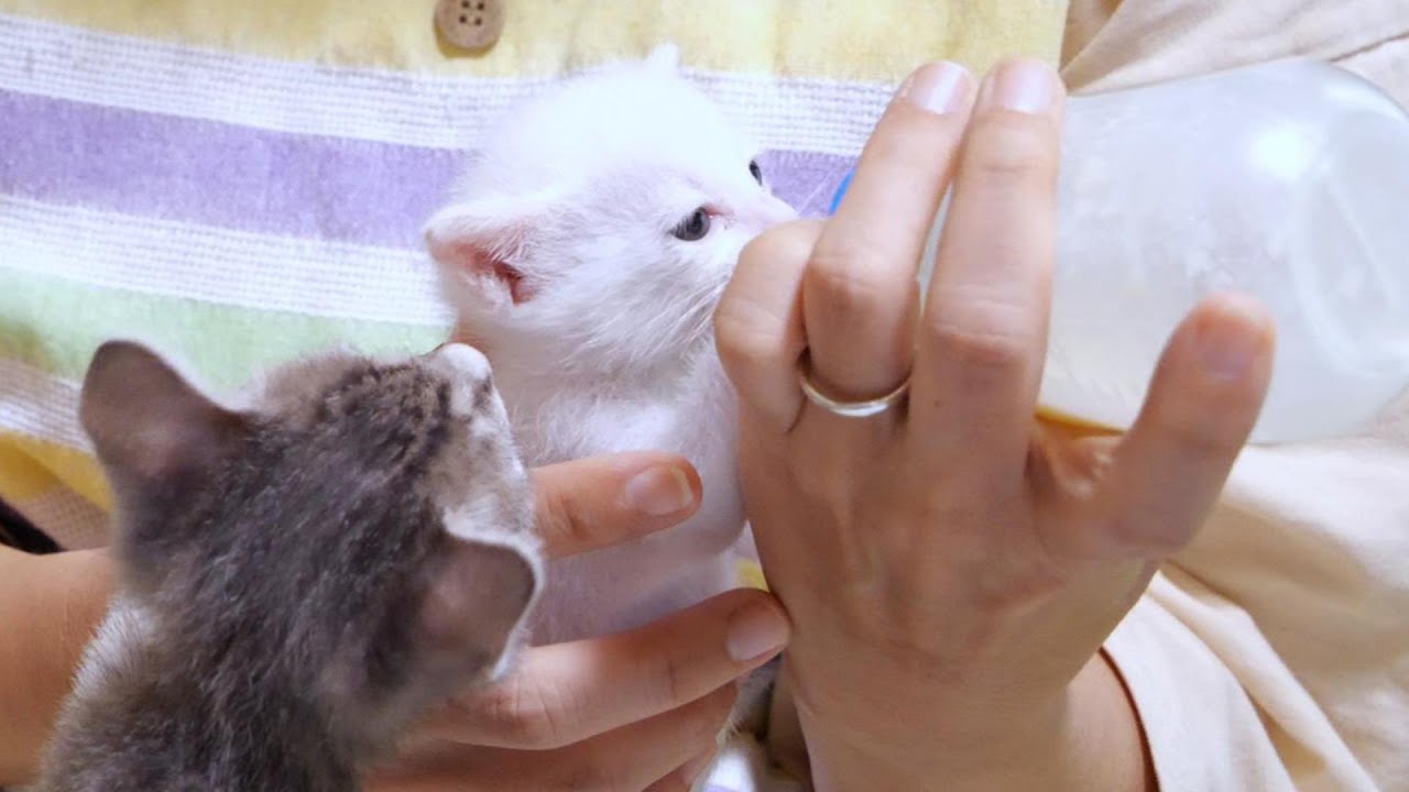 子猫の授乳中に「一緒に遊ぼう！」とお兄ちゃん猫がやってきました【赤ちゃん猫　保護猫】