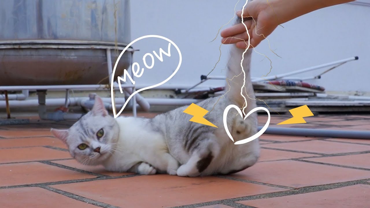子供のようにかわいい足の短いマンチカン猫