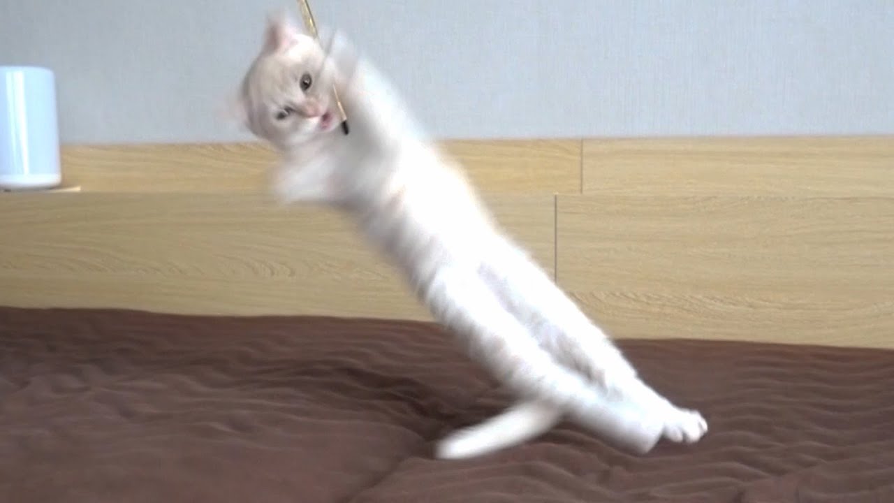 夢中で遊んでいたおもちゃが突然消えた！動揺した子猫がとった行動が可愛すぎるw