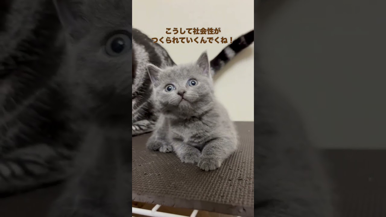 #shorts 猫の社会性【シャルトリュー子猫】より良い性格を目指して