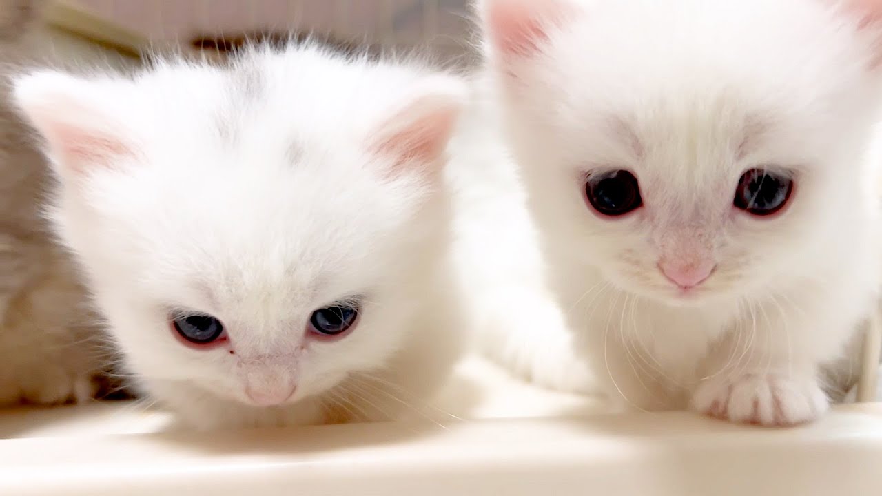 【マンチカンの子猫】子猫達に外への興味が湧きすぎな件 ～猫のいる生活Vol.888～出産動画 マンチカン短足・ミヌエット・ペルシャ猫専門ブリーダー『ペット蔵人』【子猫の成長記録】