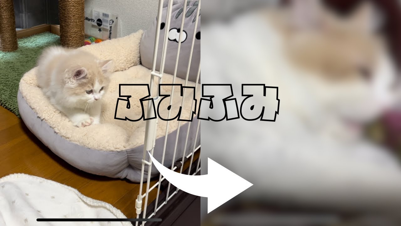 ふみふみの変化で猫の成長を感じる動画。