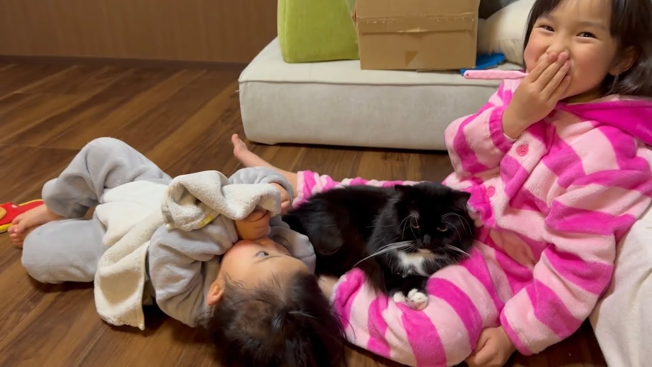 人の上で安心して寛ぐ猫　ノルウェージャンフォレストキャット　ラガマフィンcat relaxing on top of people. Norwegian Forest Cat. Ragamuffin.