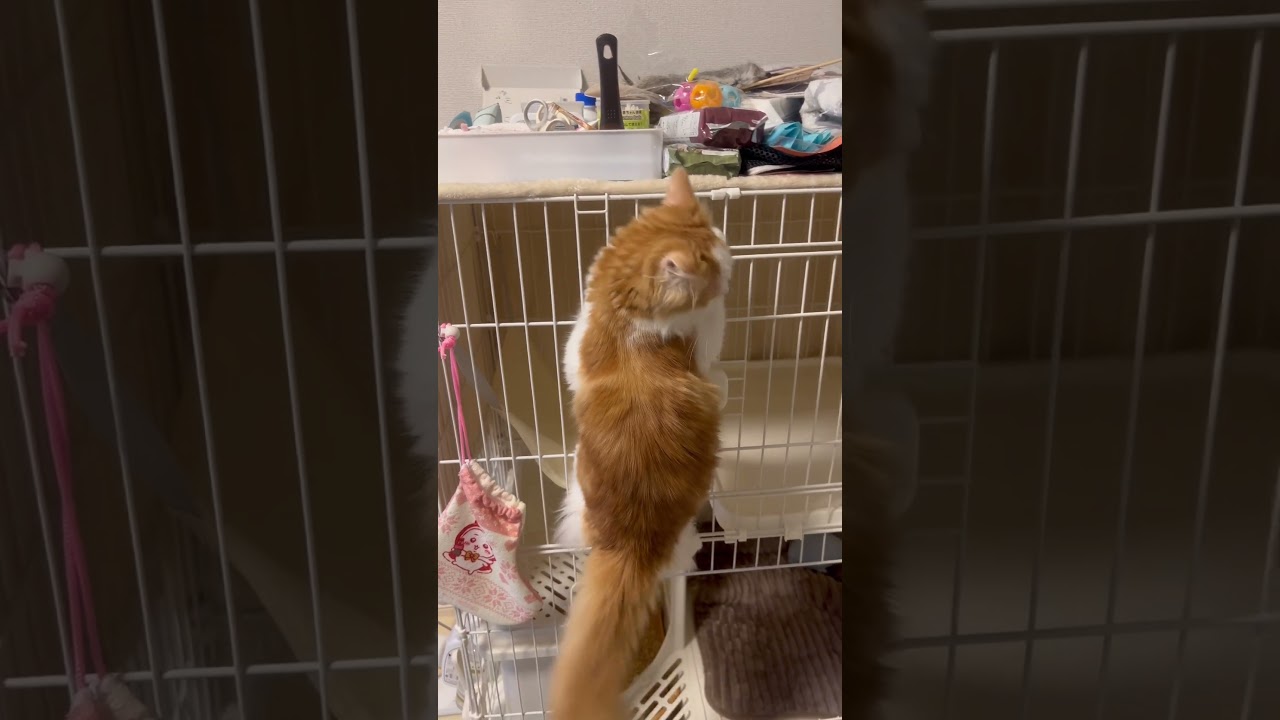 全てを知ったねる #cat #ラガマフィン #ragamuffin #猫 #猫のいる暮らし