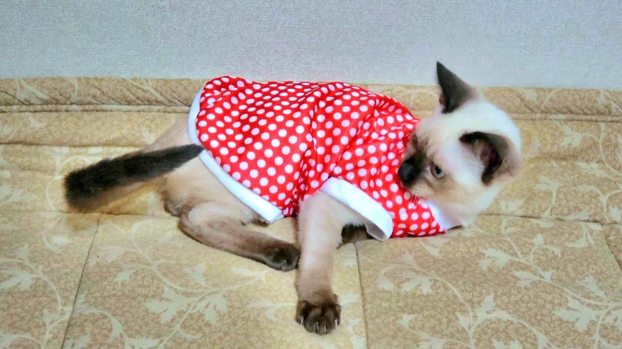 シャム子猫の夜明け前のルーティン🤭